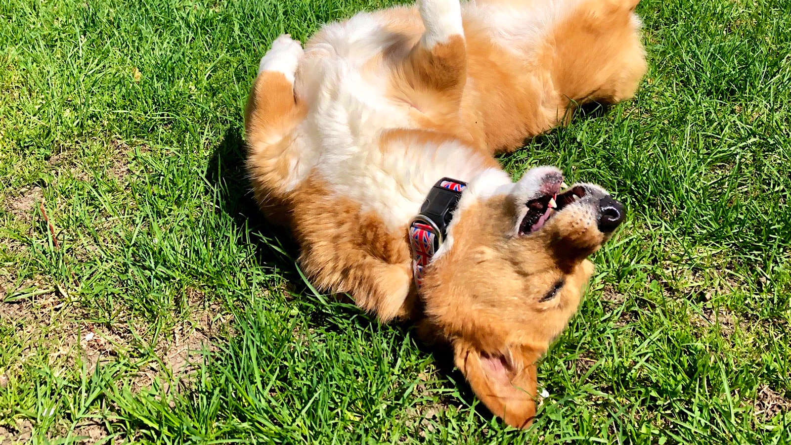 Corgi sleeping on its back in the grass with legs in the air